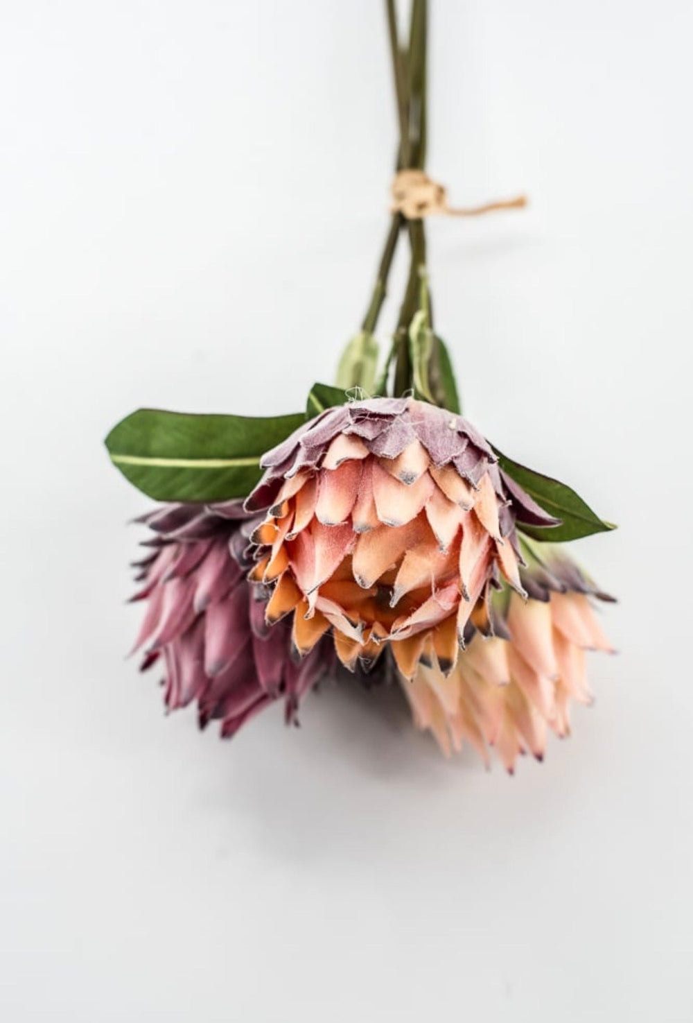 RAZ imports, Protea Bundle - 16" - Greenery MarketF4602064