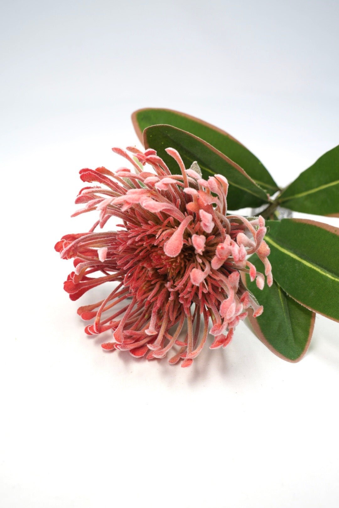 Raz Imports Protea Stem - 18" Choose Color - Greenery MarketF4602251 Dark Pink