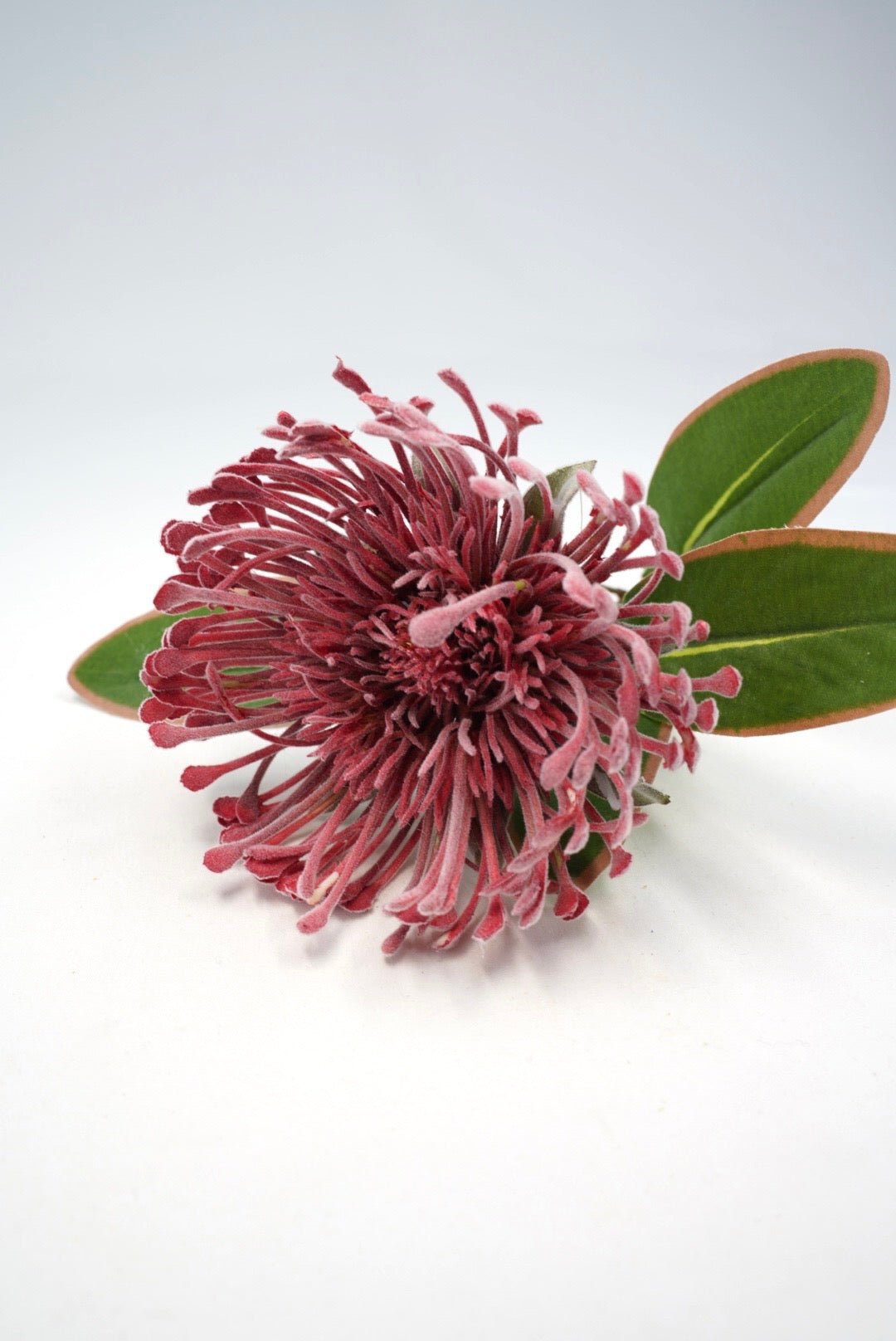 Raz Imports Protea Stem - 18" Choose Color - Greenery MarketF4602251 Dark Pink
