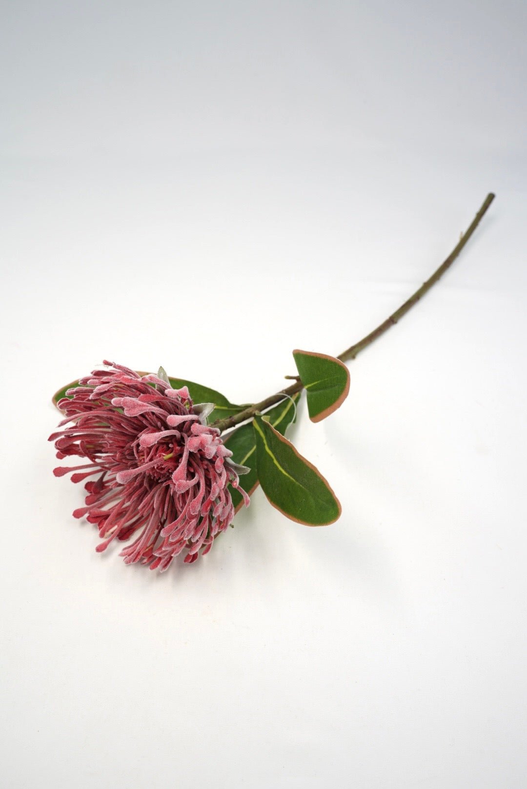 Raz Imports Protea Stem - 18" Choose Color - Greenery MarketF4602251 Light Pink