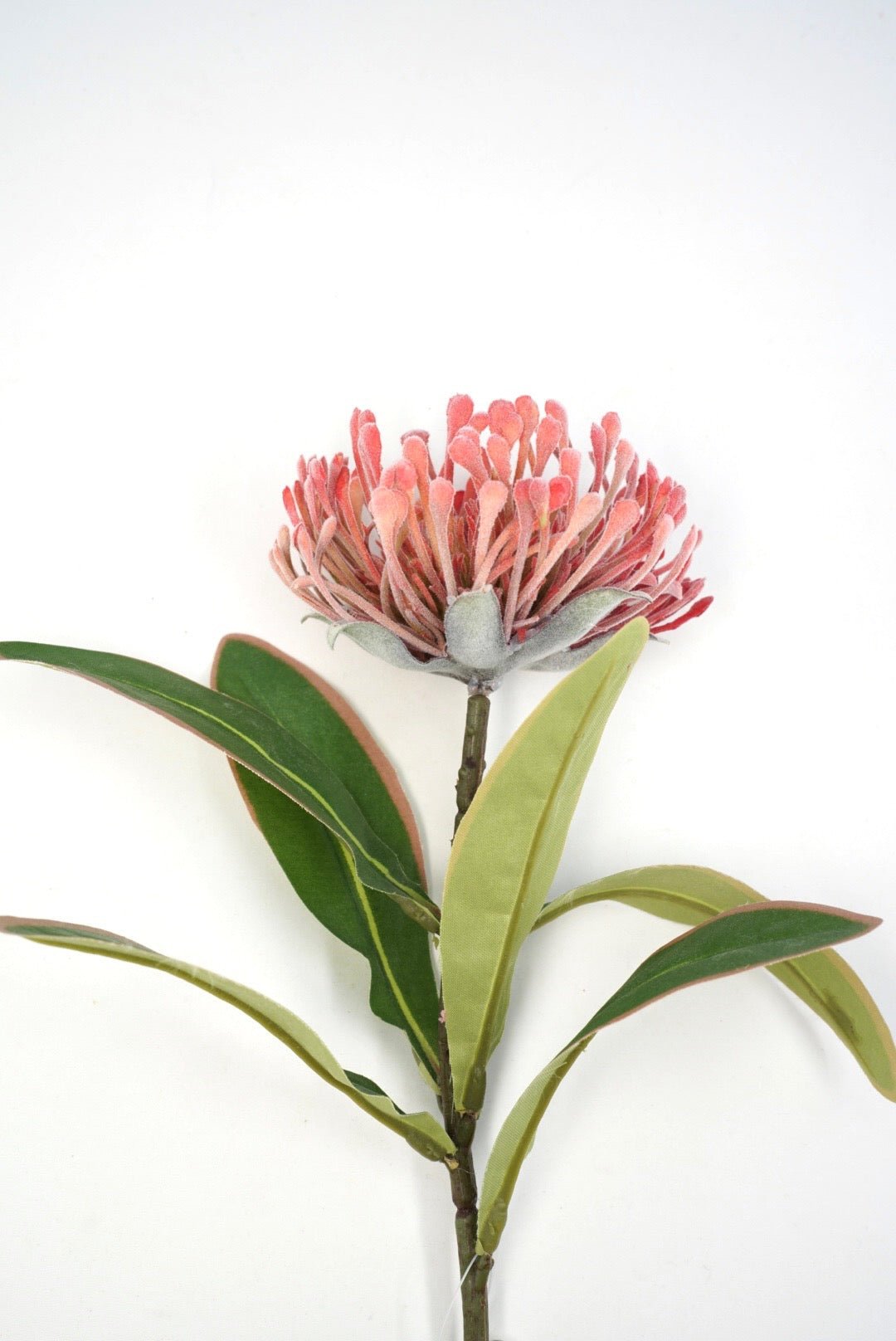 Raz Imports Protea Stem - 18" Choose Color - Greenery MarketF4602251 Light Pink