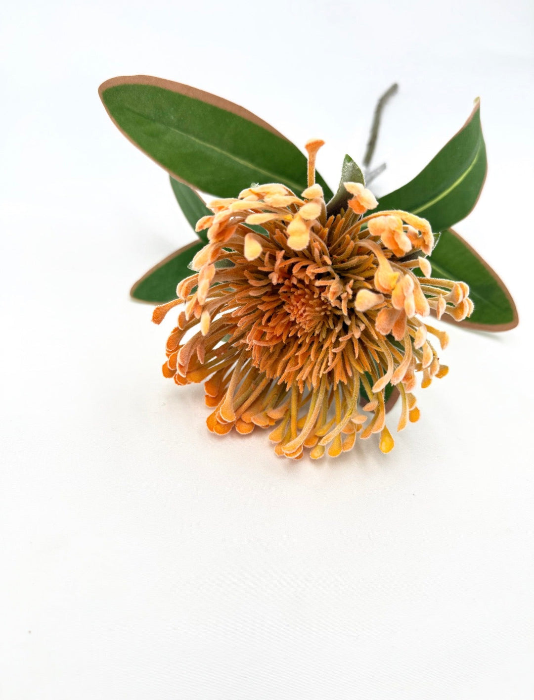 Raz Imports Protea Stem - 18" Choose Color - Greenery MarketF4602251 Peach