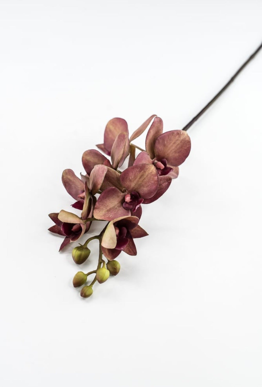 RAZ Imports, Red Moth Orchid Stem - 26.5" - Greenery MarketF4615316