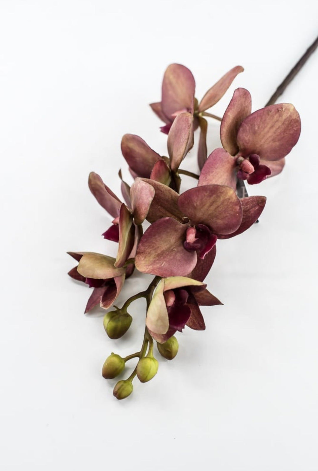 RAZ Imports, Red Moth Orchid Stem - 26.5" - Greenery MarketF4615316