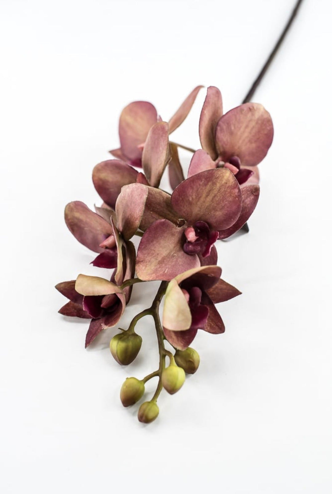 RAZ Imports, Red Moth Orchid Stem - 26.5" - Greenery MarketF4615316