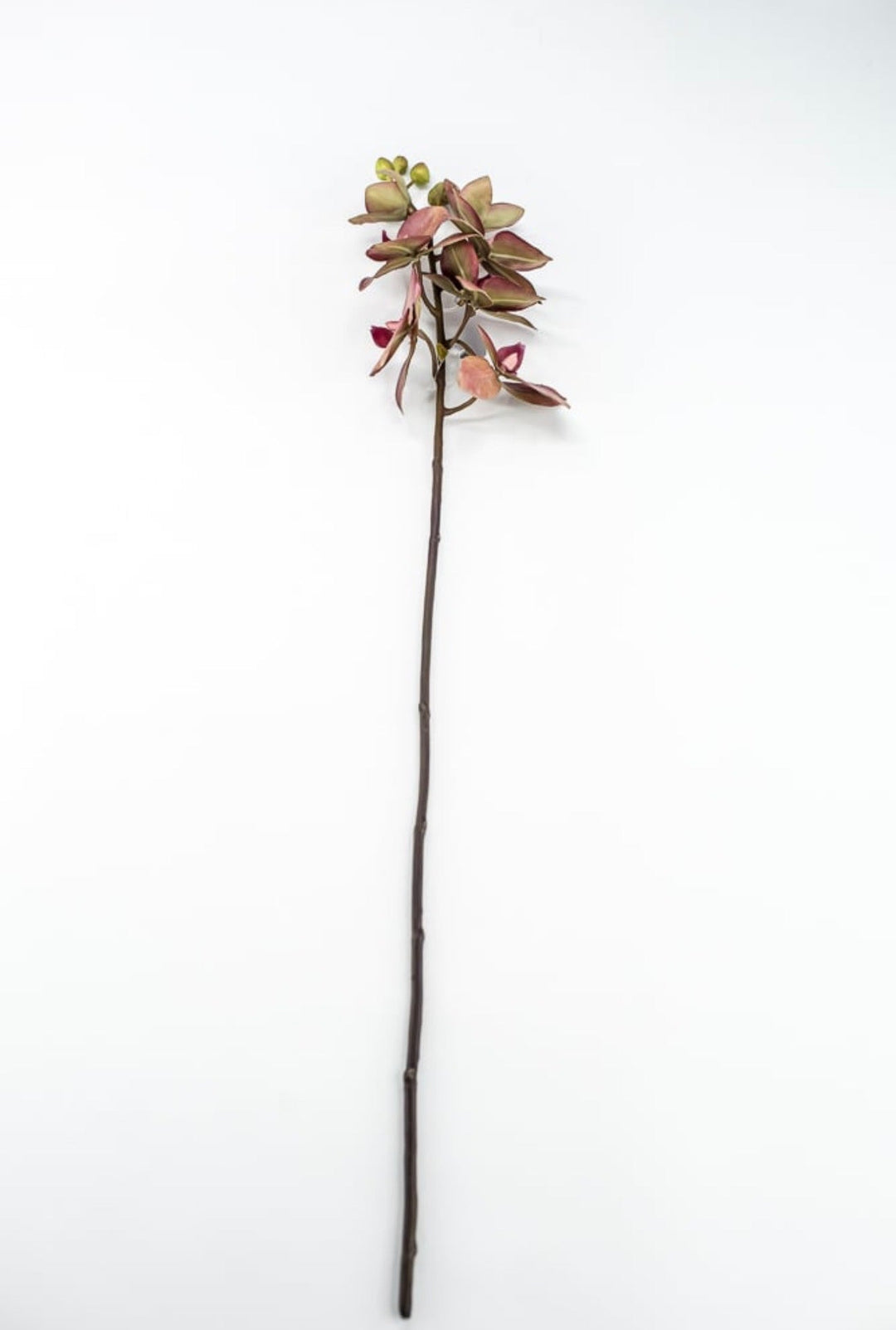 RAZ Imports, Red Moth Orchid Stem - 26.5" - Greenery MarketF4615316