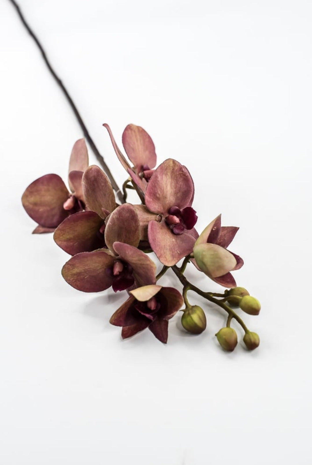 RAZ Imports, Red Moth Orchid Stem - 26.5" - Greenery MarketF4615316