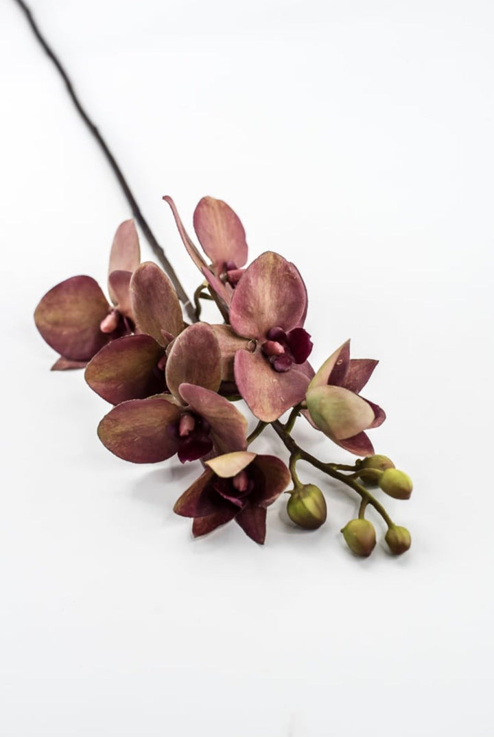 RAZ Imports, Red Moth Orchid Stem - 26.5" - Greenery MarketF4615316