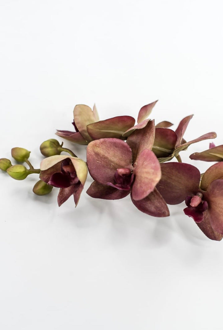 RAZ Imports, Red Moth Orchid Stem - 26.5" - Greenery MarketF4615316