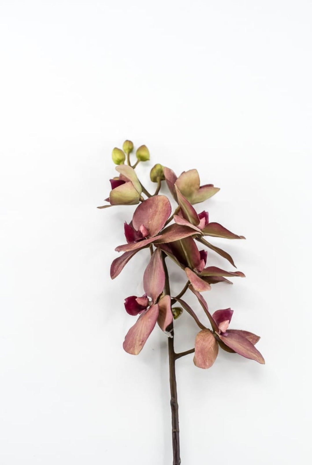 RAZ Imports, Red Moth Orchid Stem - 26.5" - Greenery MarketF4615316