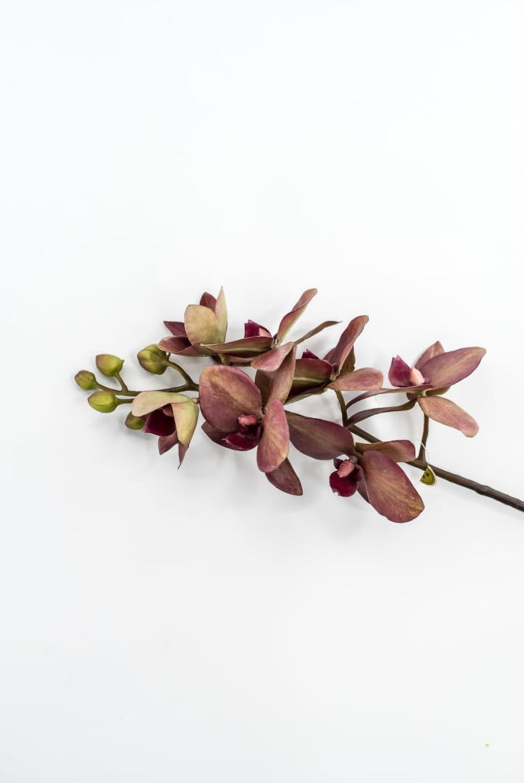 RAZ Imports, Red Moth Orchid Stem - 26.5" - Greenery MarketF4615316