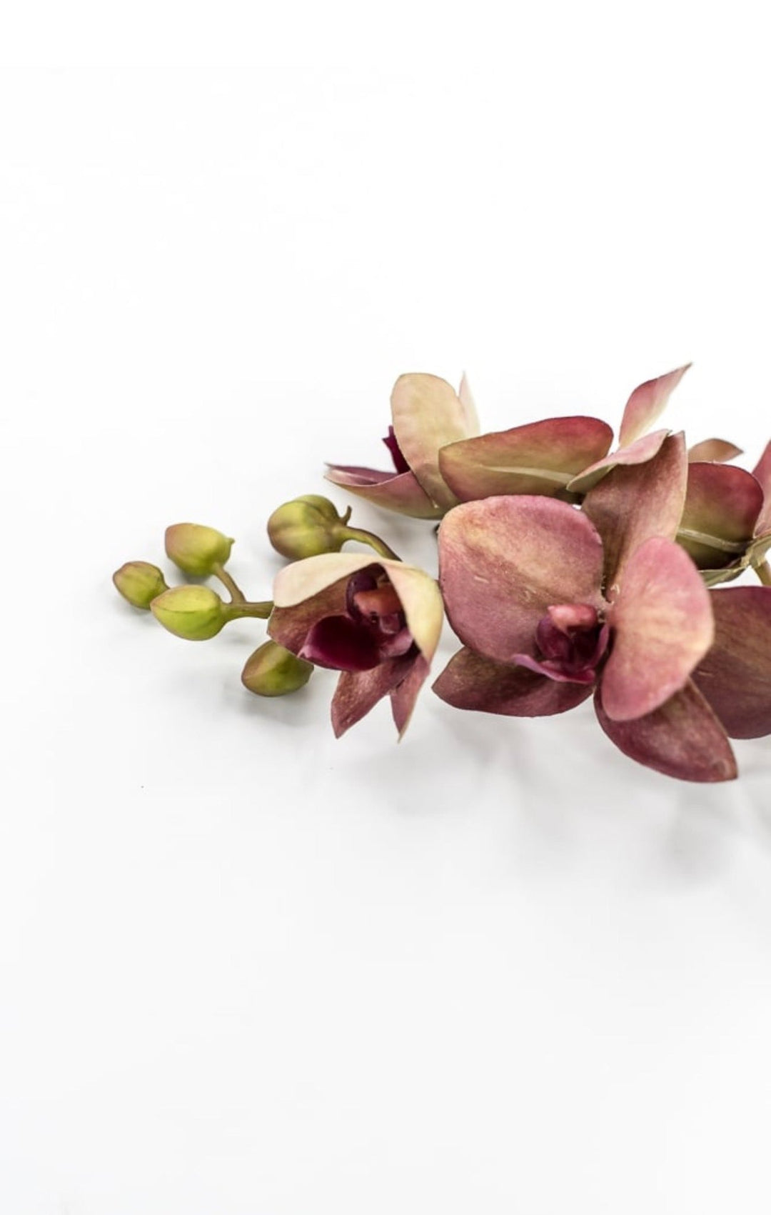 RAZ Imports, Red Moth Orchid Stem - 26.5" - Greenery MarketF4615316