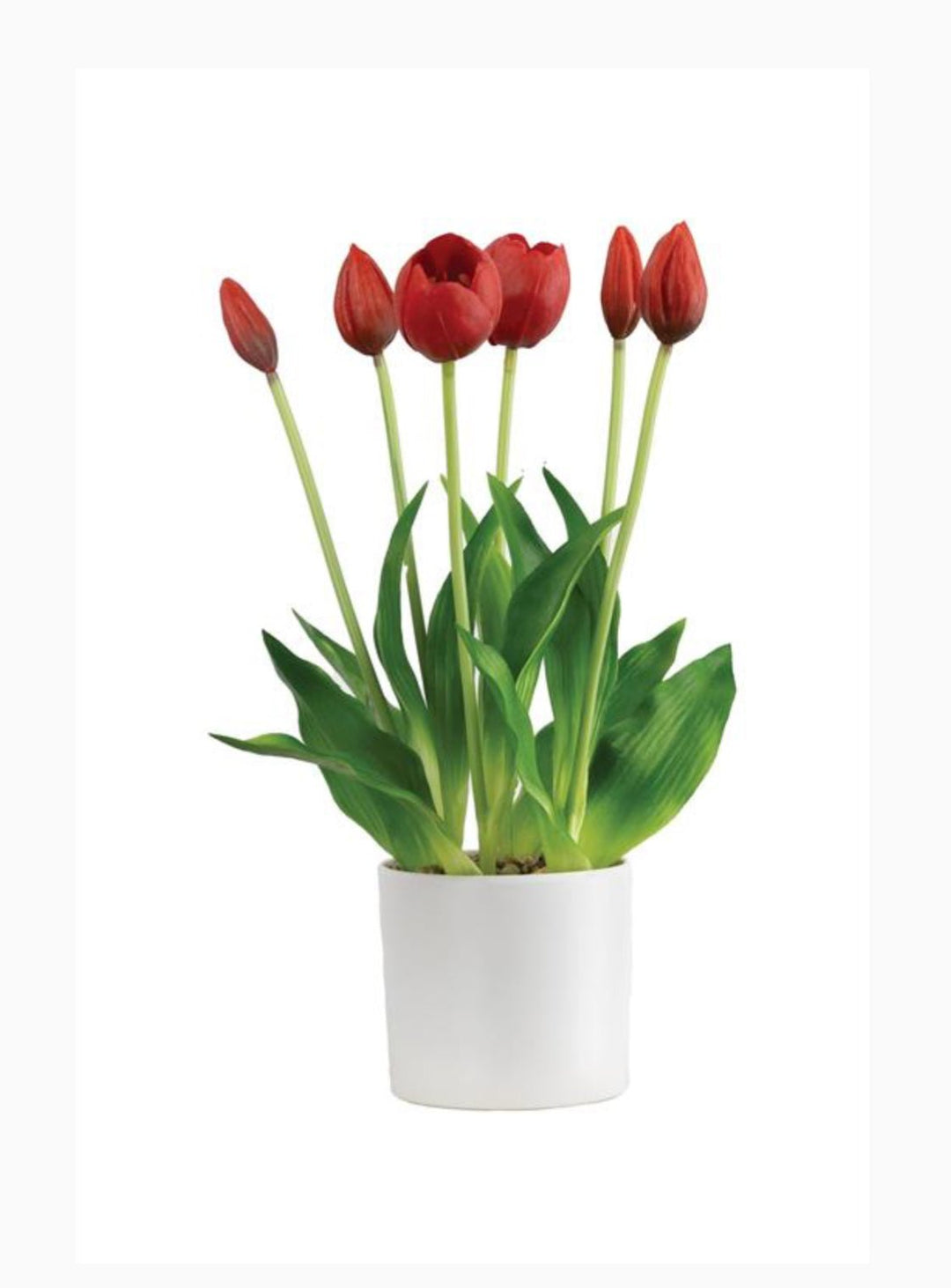 tulip potted plant Red, life like tulips in a container