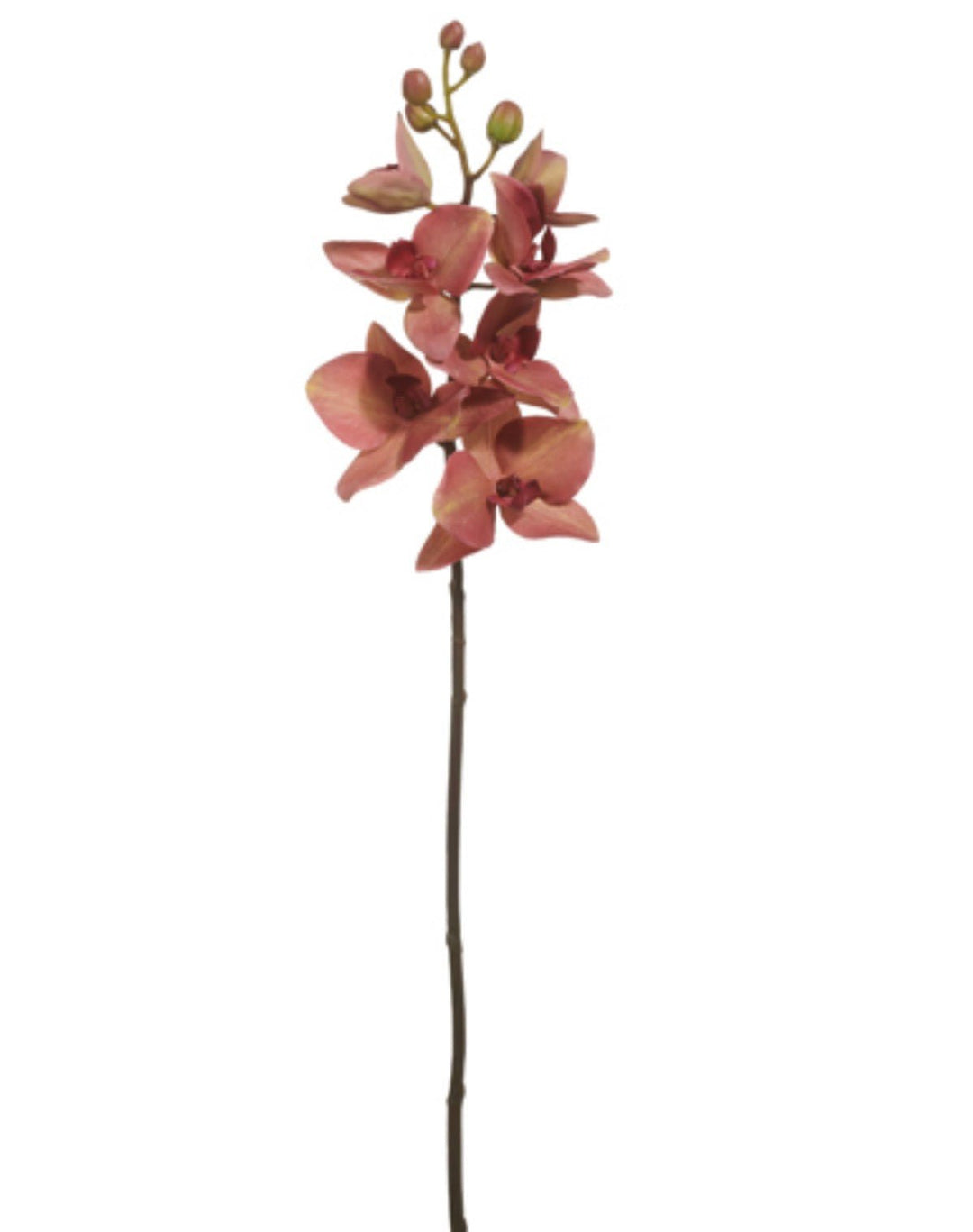Red Moth Orchid Stem - 26.5" - Greenery MarketF4615316