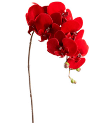 Red Velvet Phalaenopsis Spray - 34" - Greenery MarketXFS185-RE