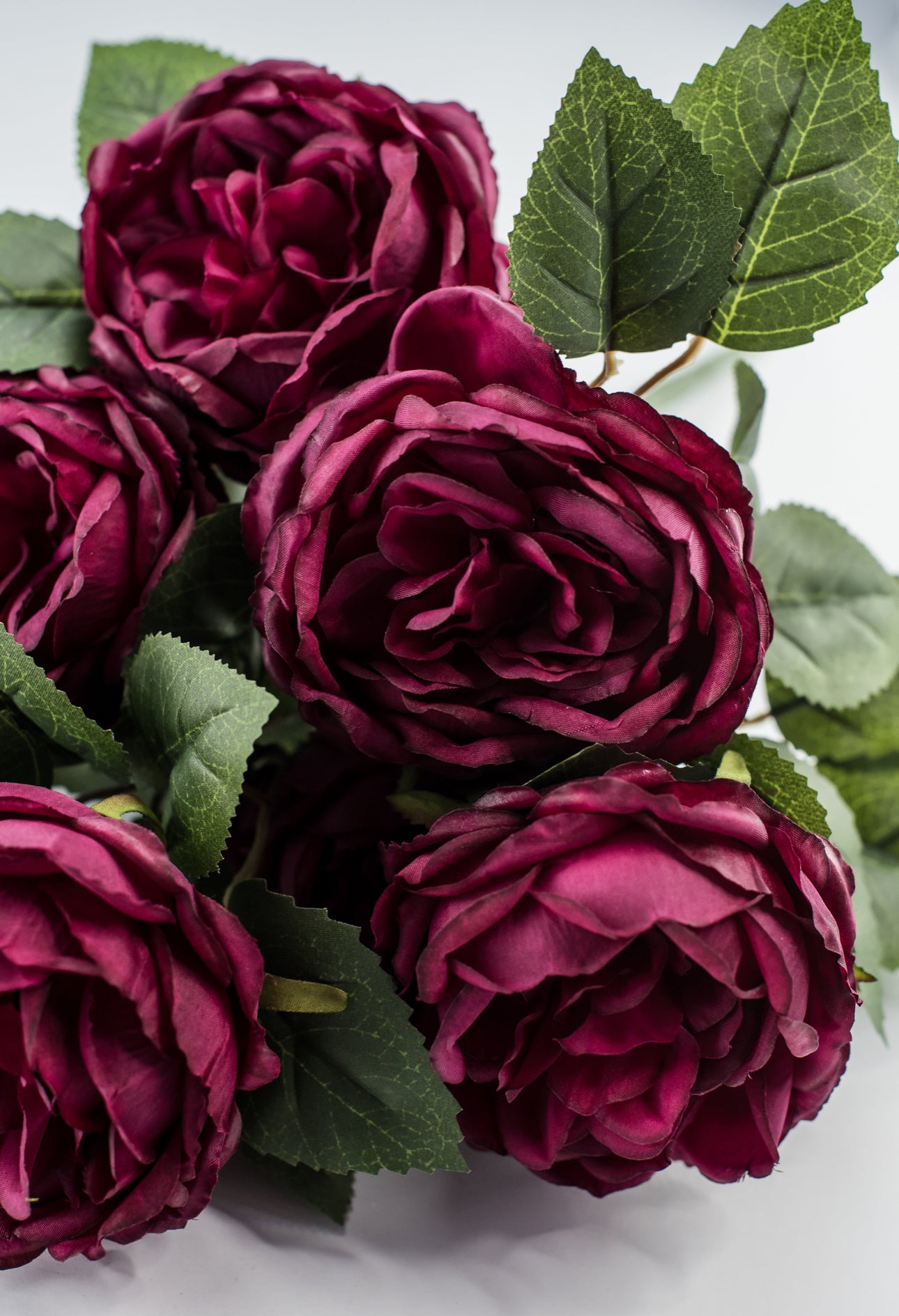 Rose bush - Burgundy - Greenery Market