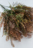 Rust needle fern bush - Greenery Market83610