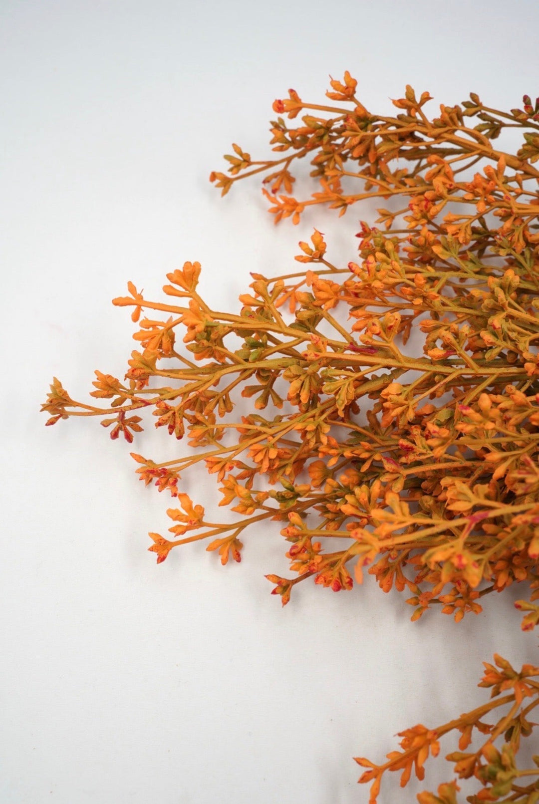 Seed bush - Mustard Orange - Greenery Marketgreenery57095GDYW