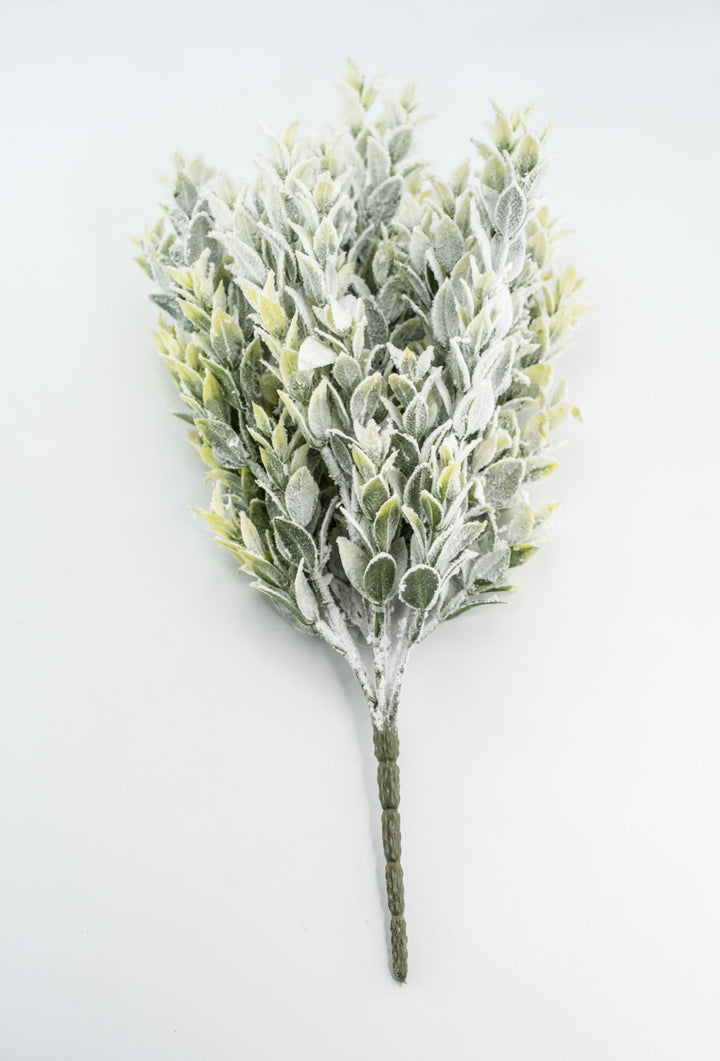 Snowed Tea Leaf Bush - Greenery Market85286
