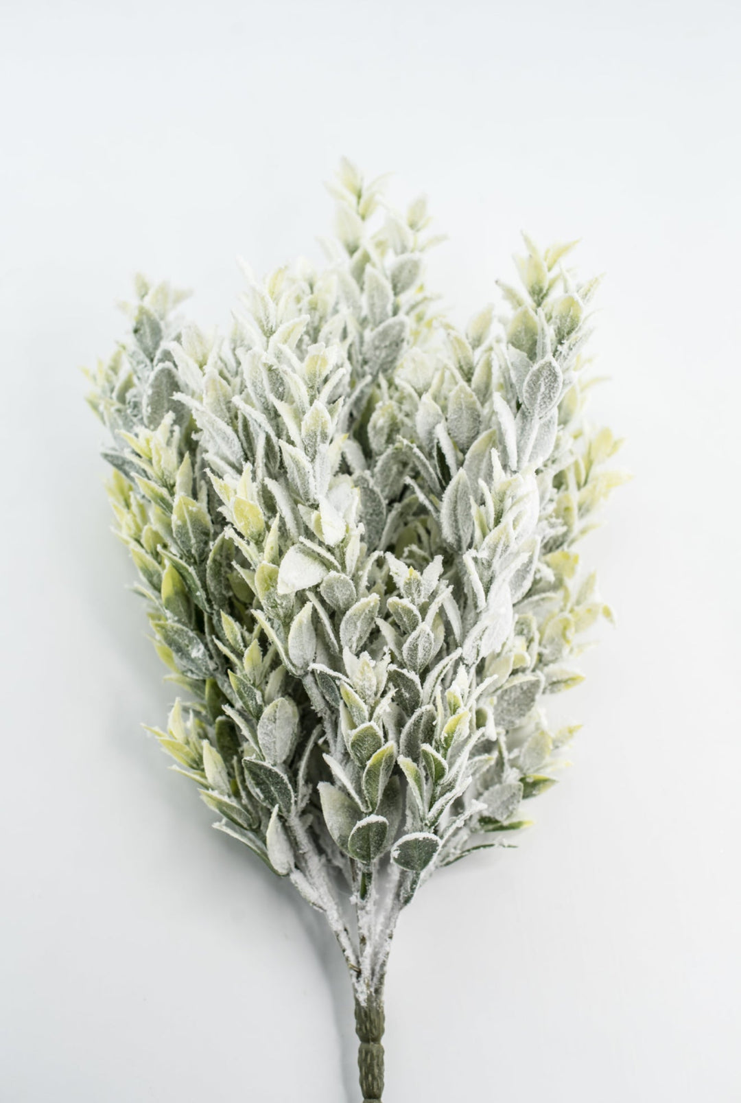 Snowed Tea Leaf Bush - Greenery Market85286