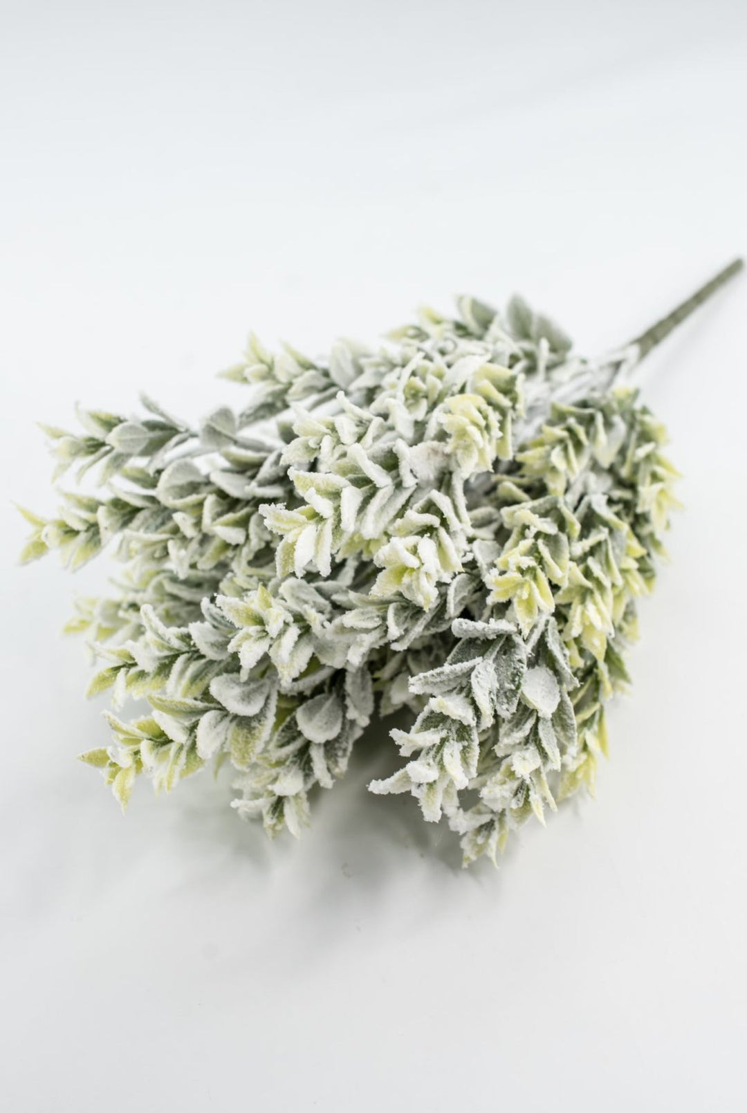 Snowed Tea Leaf Bush - Greenery Market85286
