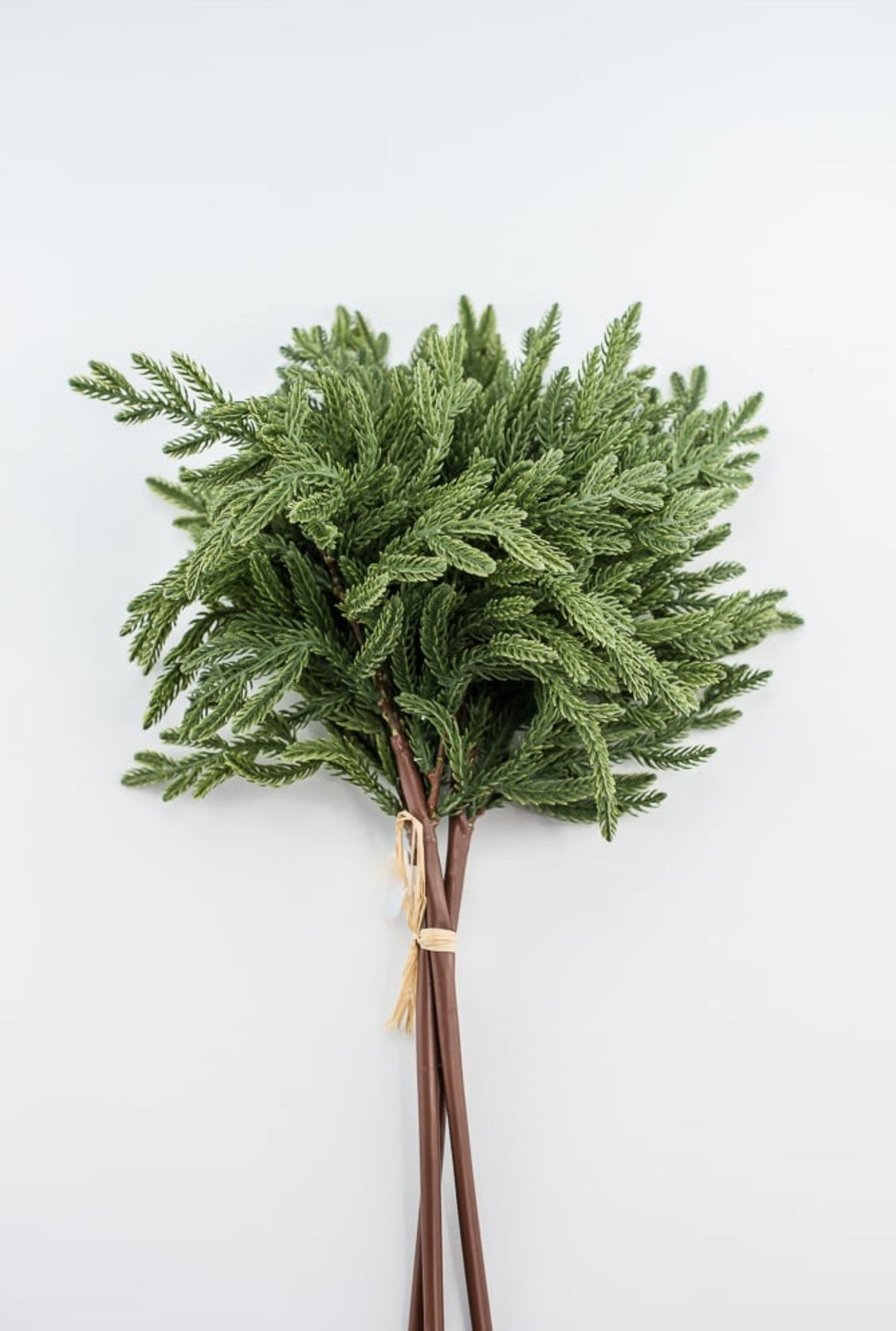Soft touch Norfolk pine bundle - dark green - Greenery Market2825252DG