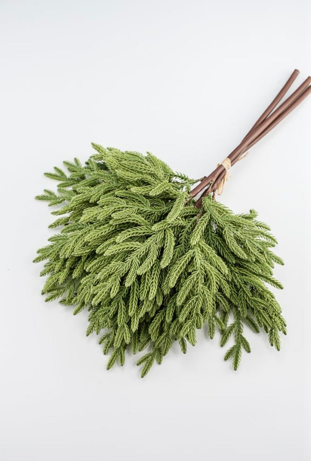 Soft touch Norfolk pine bundle - Greenery Market2825252GR