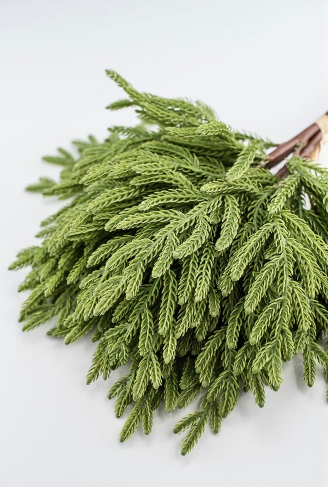 Soft touch Norfolk pine bundle - Greenery Market2825252GR