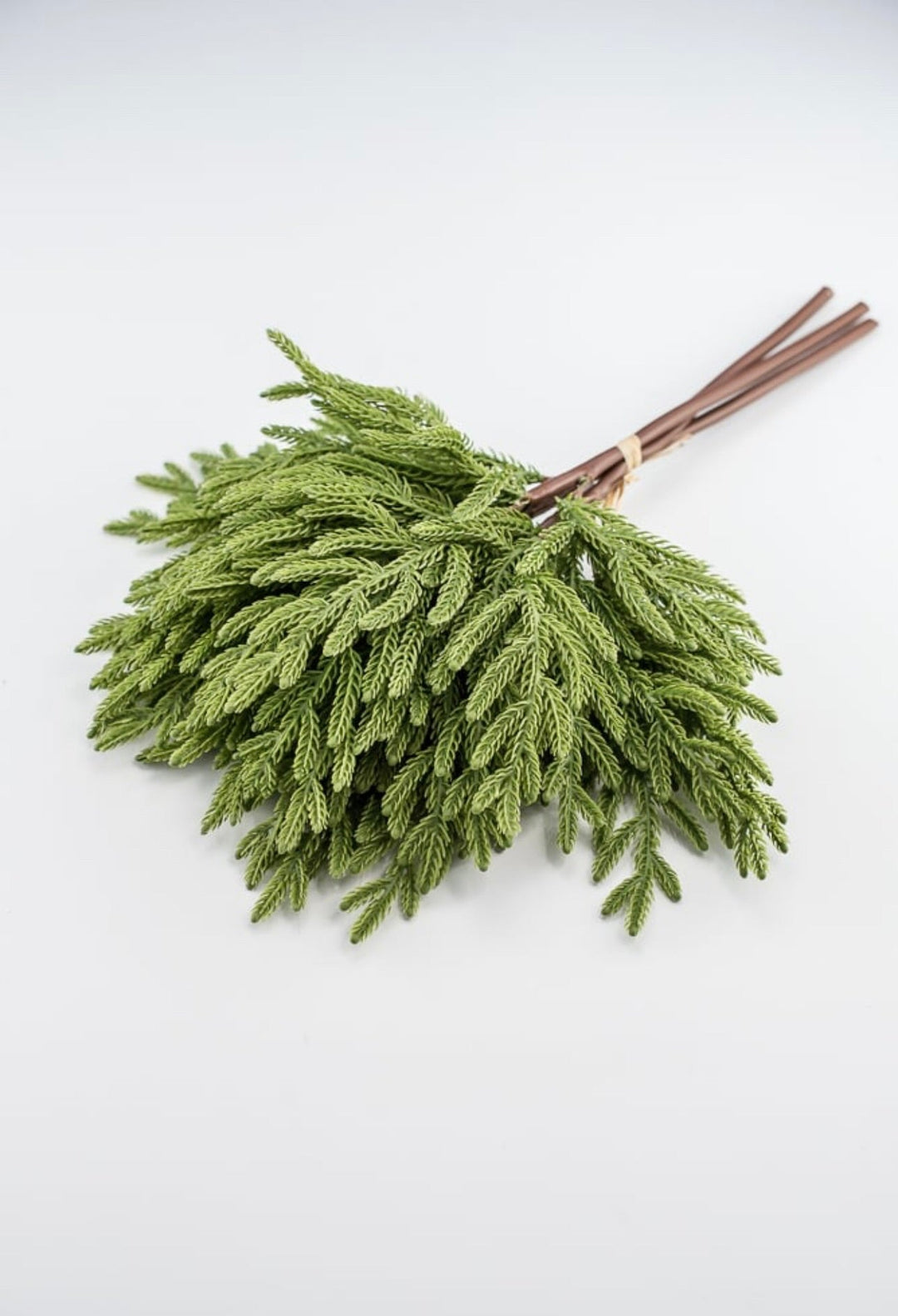 Soft touch Norfolk pine bundle - Greenery Market2825252GR