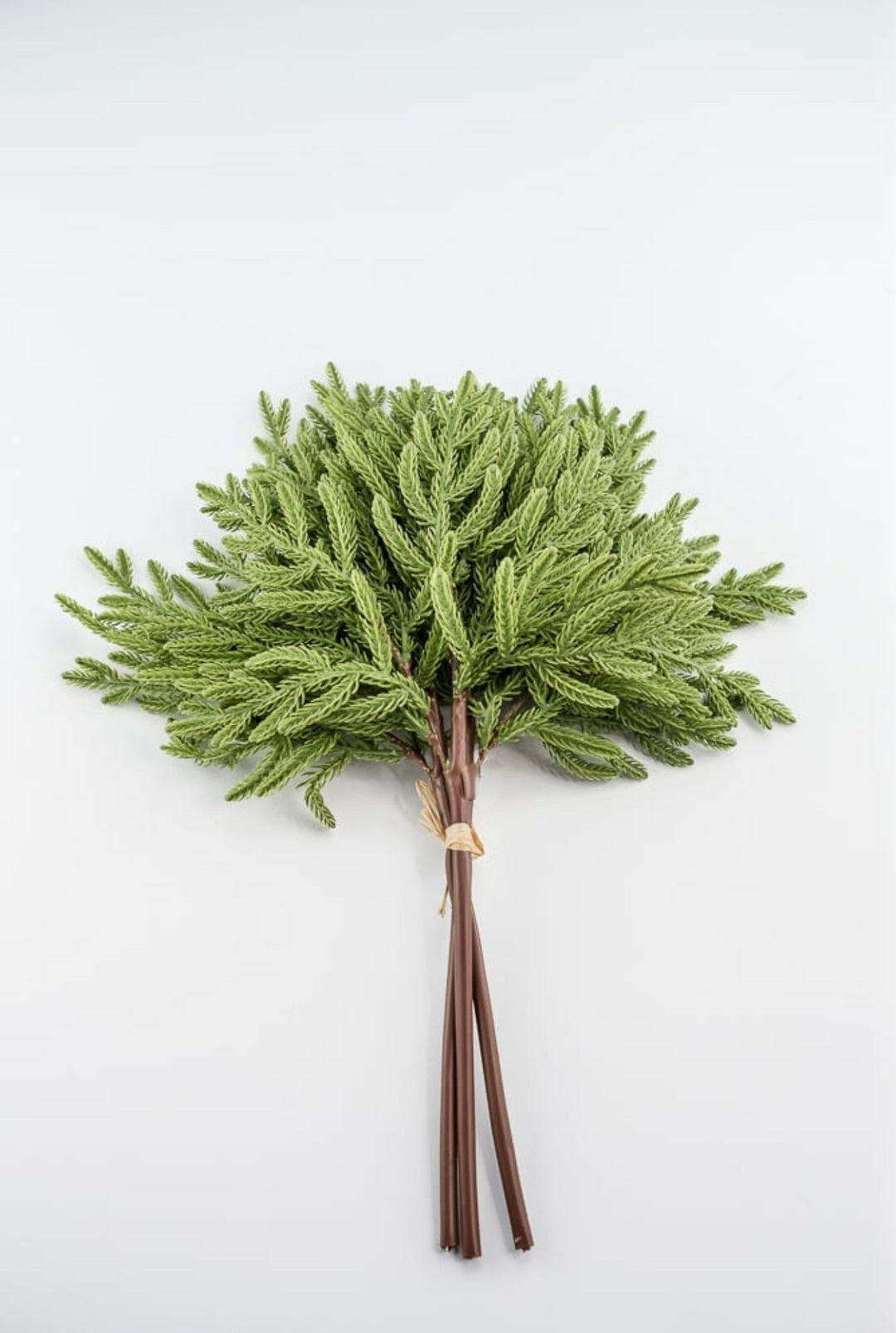 Soft touch Norfolk pine bundle - Greenery Market2825252GR