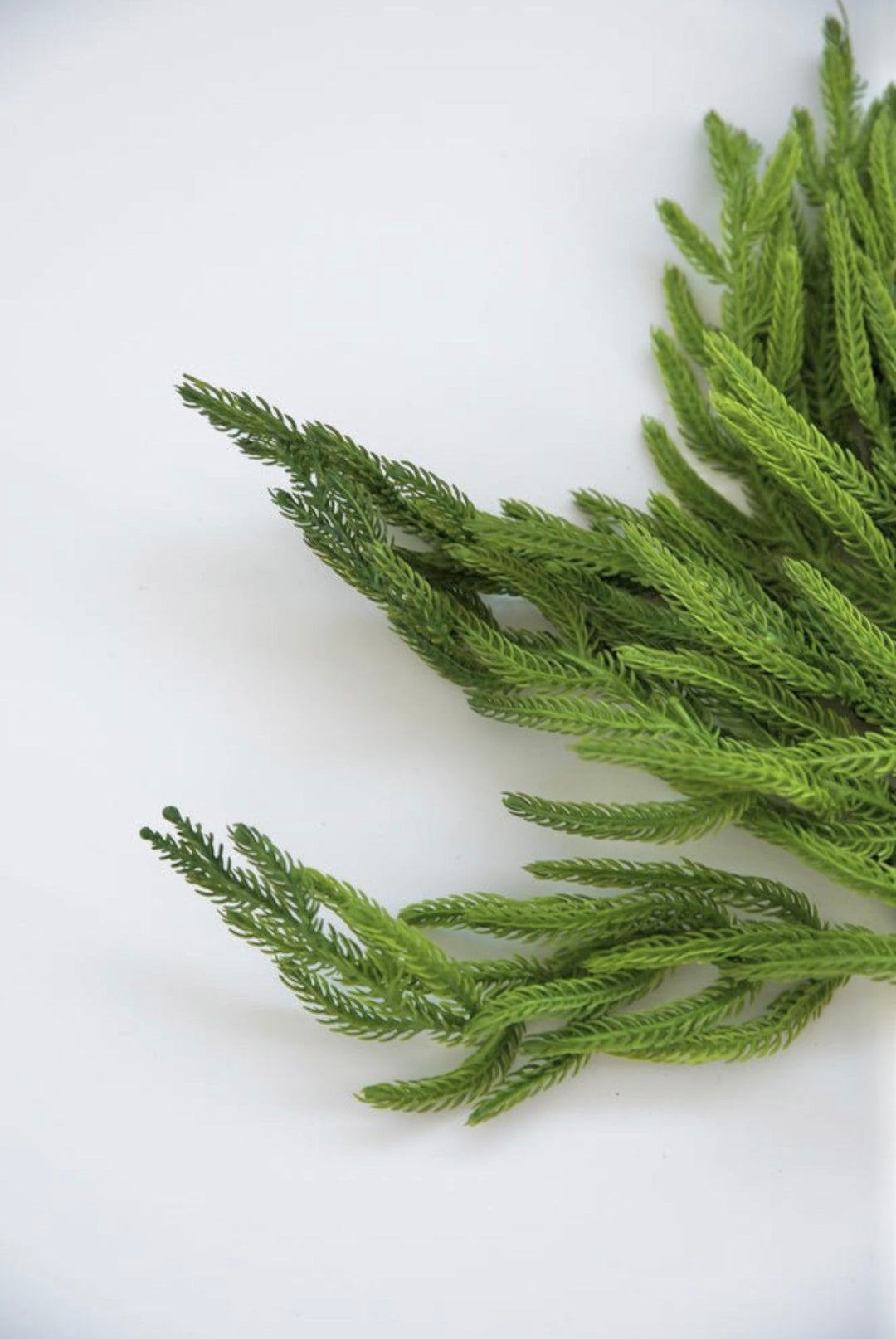 Soft touch, norfolk pine, green spray - Greenery Market27188