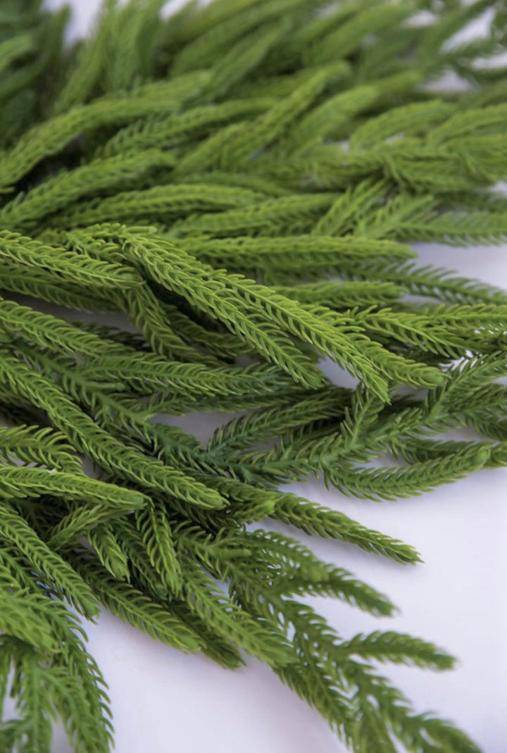 Soft touch, norfolk pine, green spray - Greenery Market27188