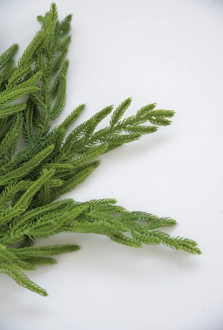 Soft touch, norfolk pine, green spray - Greenery Market27188