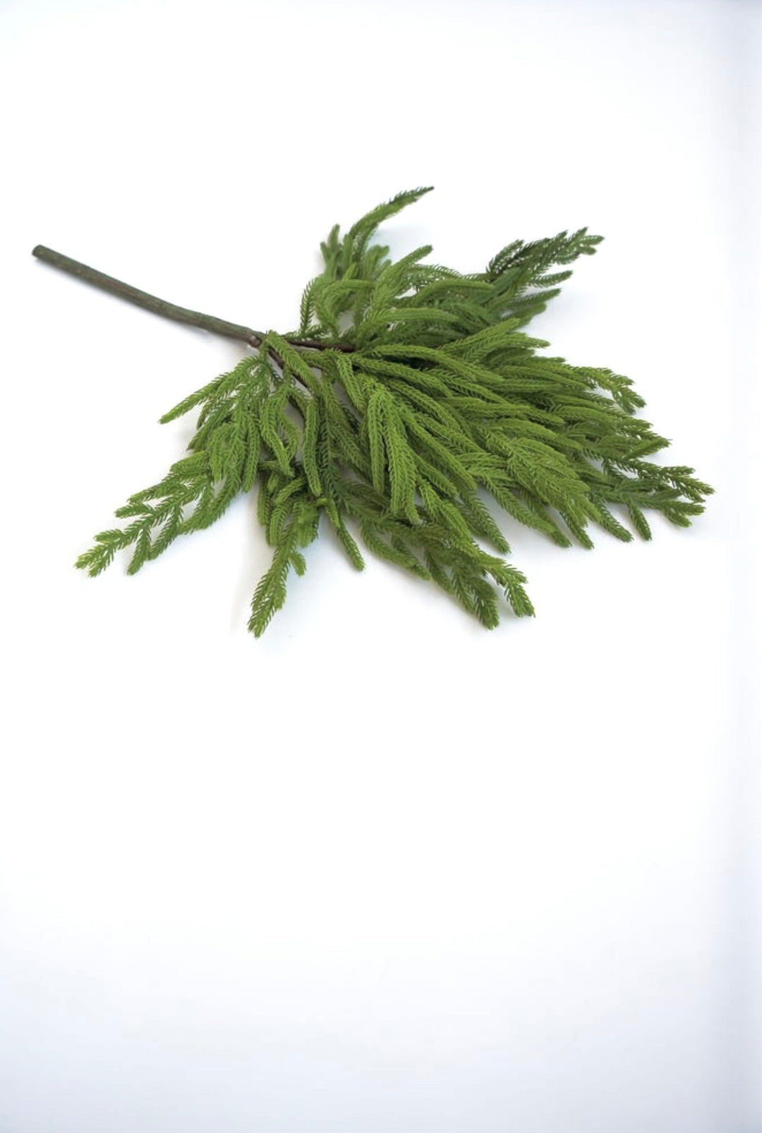 Soft touch, norfolk pine, green spray - Greenery Market27188