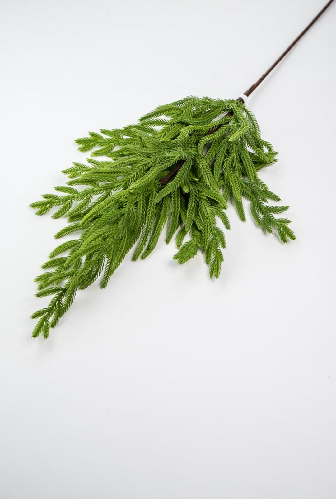 Soft touch Norfolk pine spray 33” - Greenery Market2830421GR