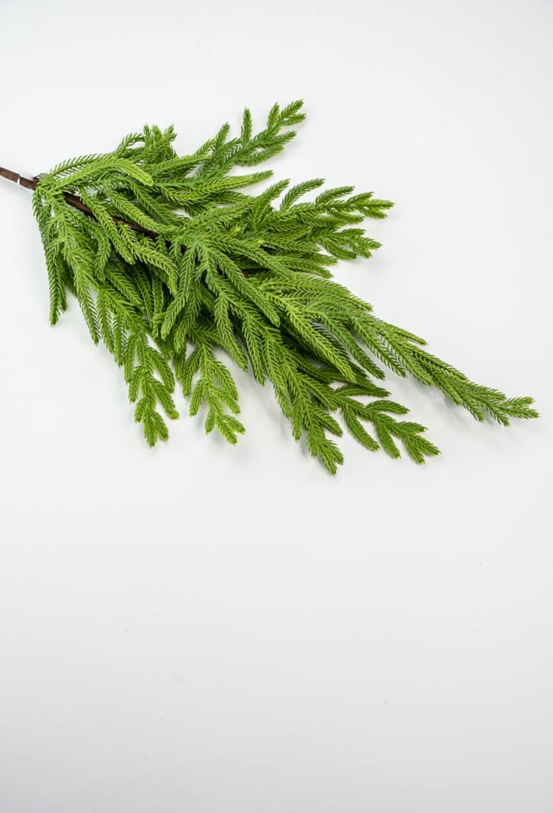 Soft touch Norfolk pine spray 33” - Greenery Market2830421GR