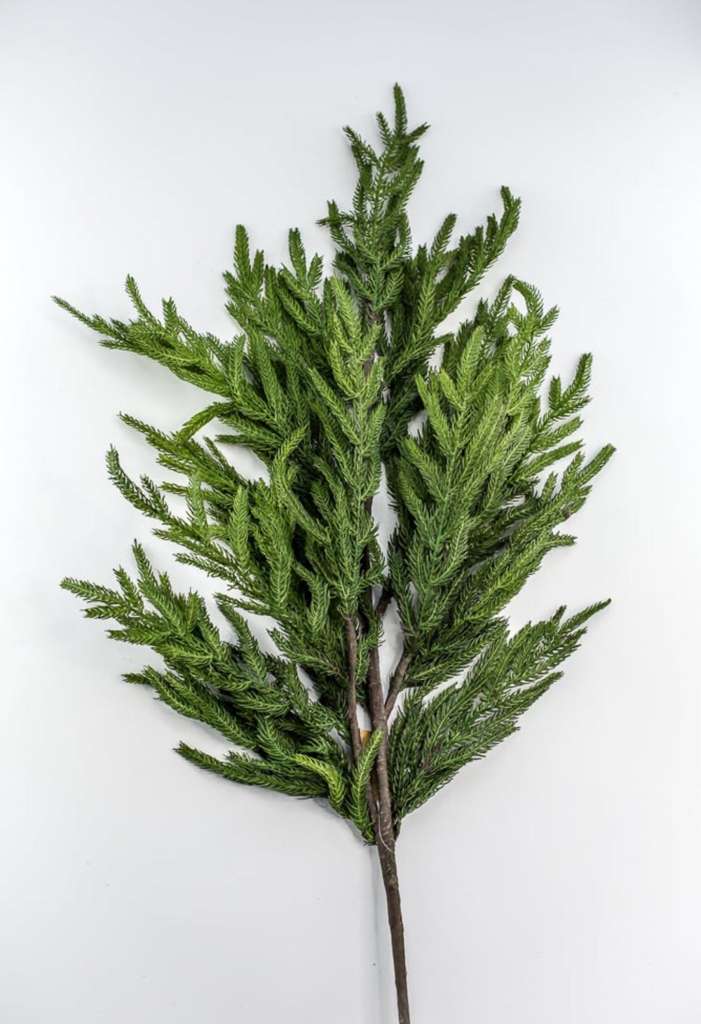 Soft touch Norfolk pine spray 38” - Greenery Market244951