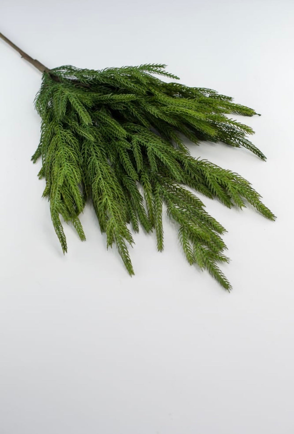 Soft touch Norfolk pine spray - Greenery Market204749