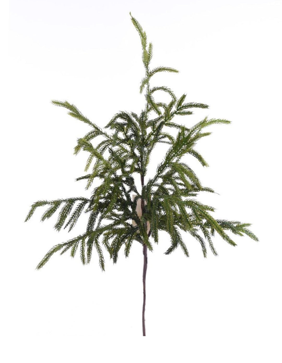 Soft touch Norfolk pine spray - Greenery Market204749