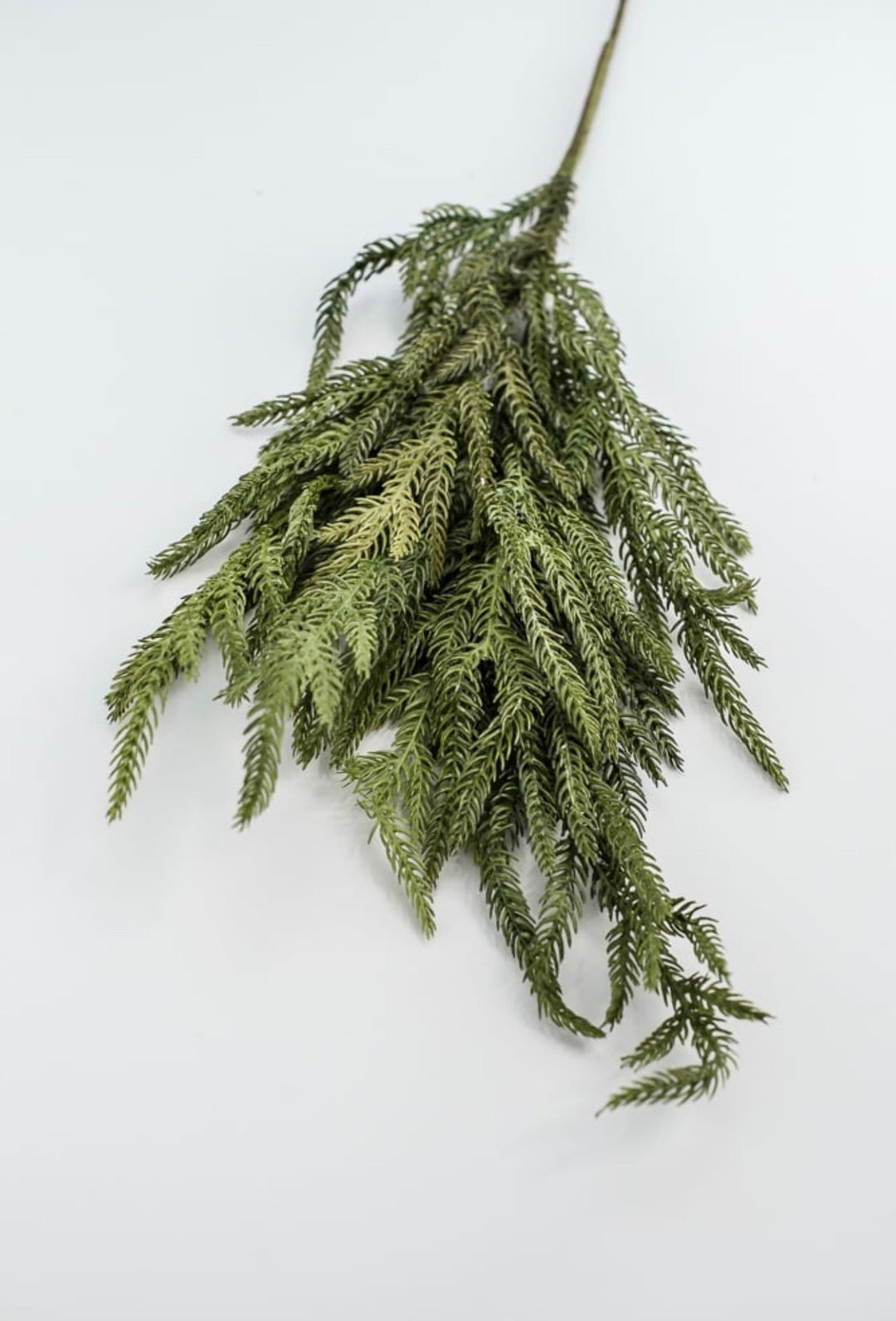 Soft touch Norfolk pine spray - Greenery Market2825217GR