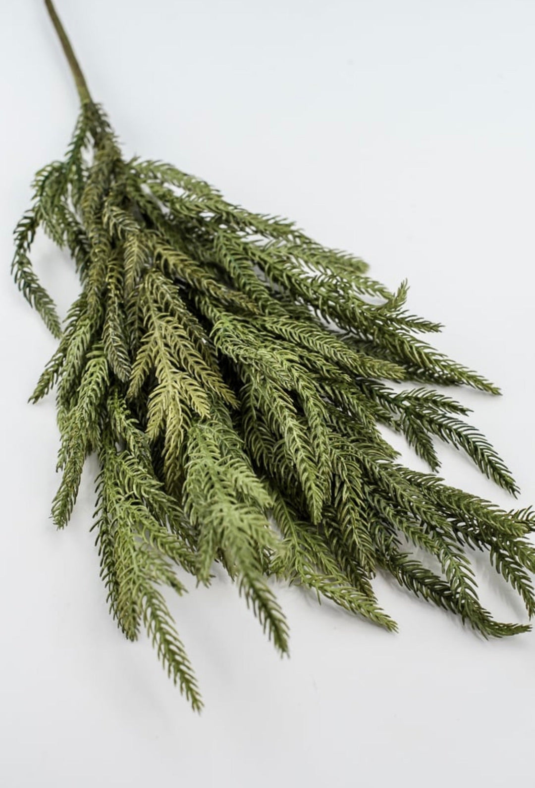 Soft touch Norfolk pine spray - Greenery Market2825217GR