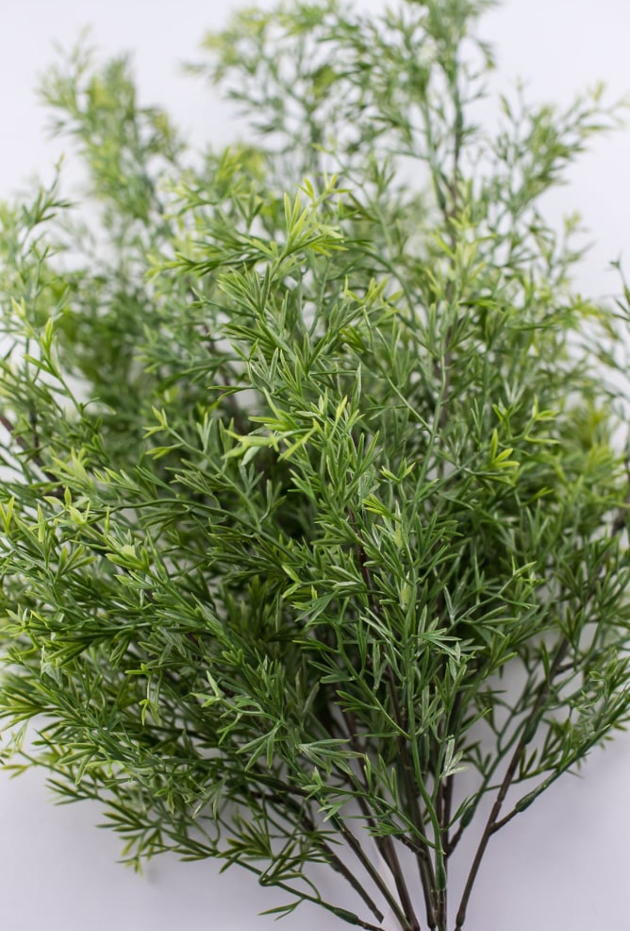 Springeri fern, bamboo greenery bush - Greenery Market