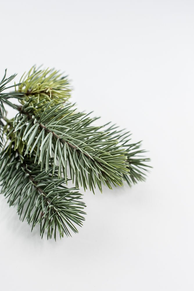 Spruce Pine Pick Bundle x3 - 12" - Greenery MarketYSP621-GR/GY