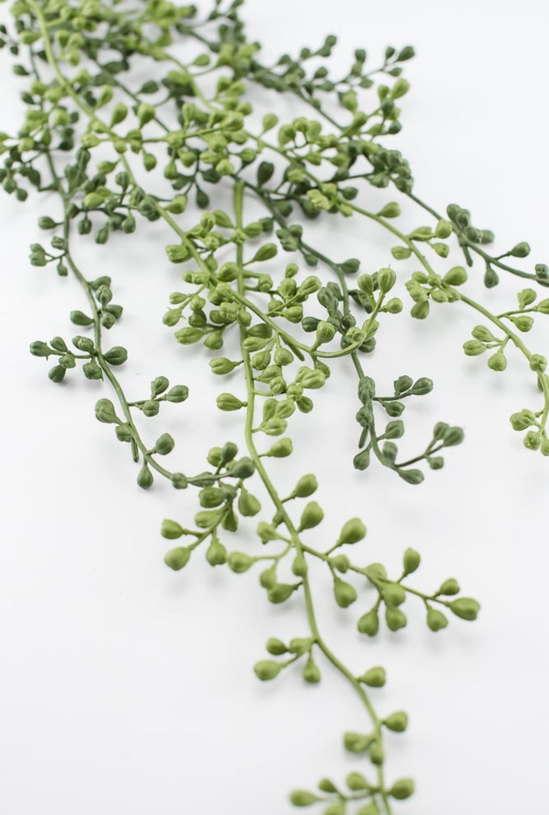 succulent hanging pearls String of pearls hanging succulent bush