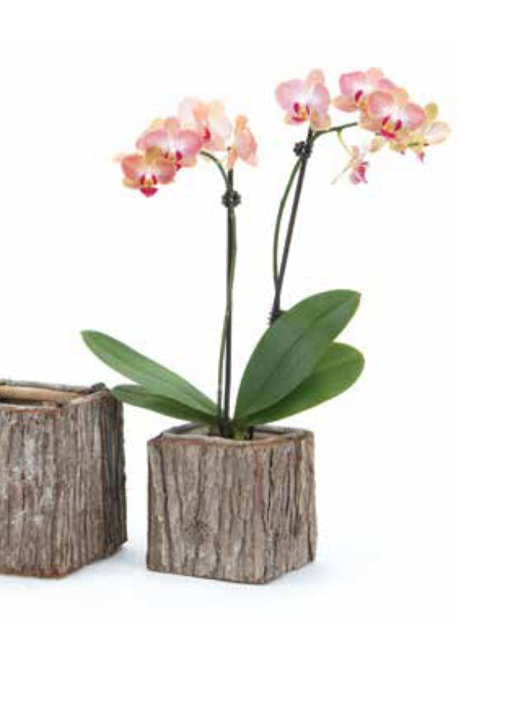 Tree bark container - Greenery Marketwreath base & containers794443