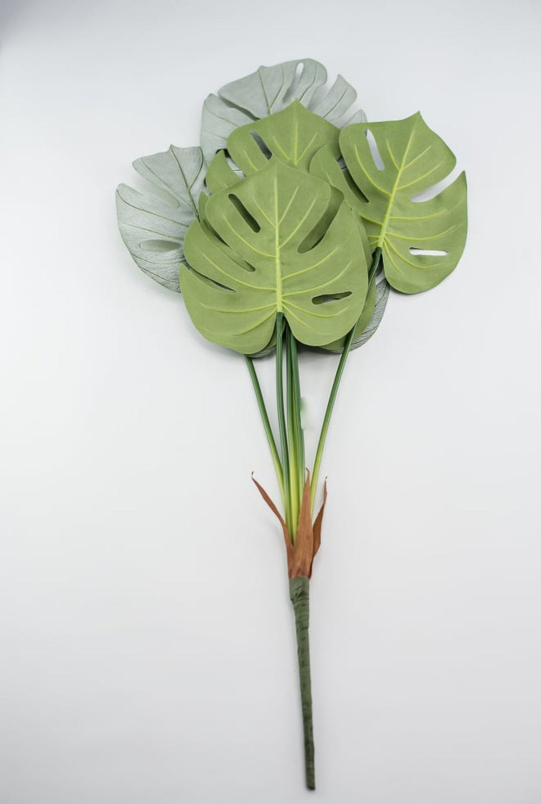 monstera turtle leaf plant Tropical Turtle leaves plant bush