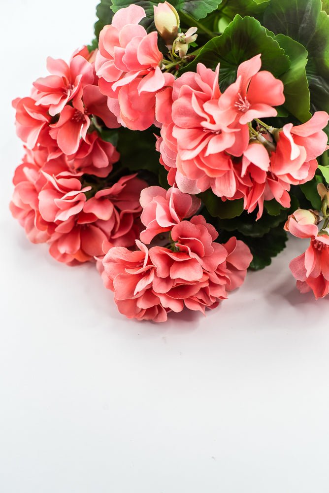 UV Protected Outdoor Geranium Bush, Salmon - Greenery MarketMTF24525 SALP