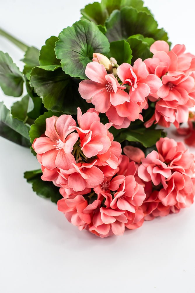 UV Protected Outdoor Geranium Bush, Salmon - Greenery MarketMTF24525 SALP