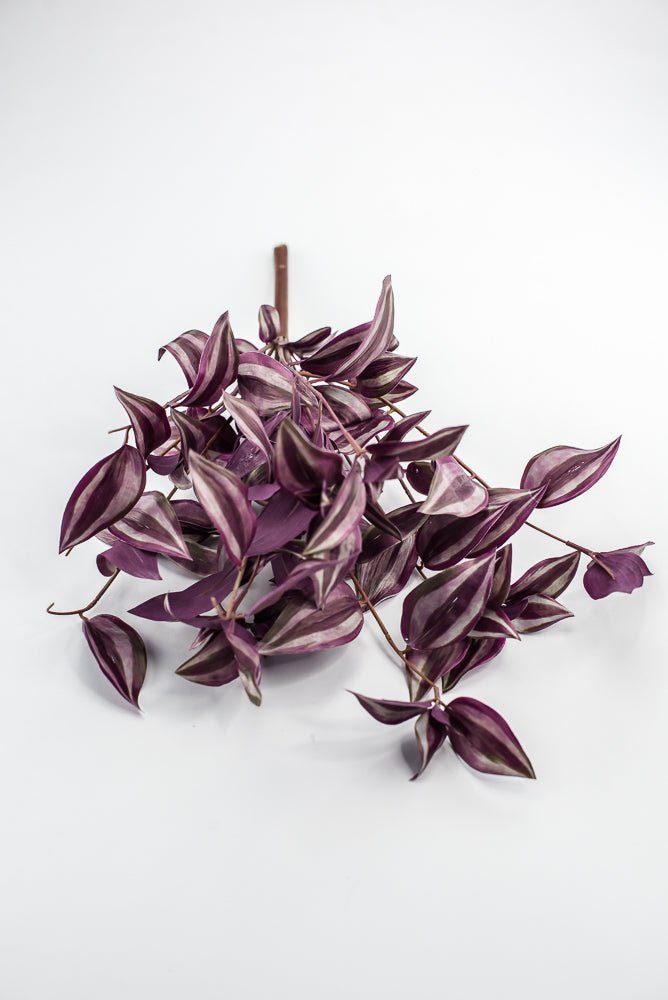 UV protected Tradescanthia Bush - Purple - Greenery MarketMTF24534 PUGR