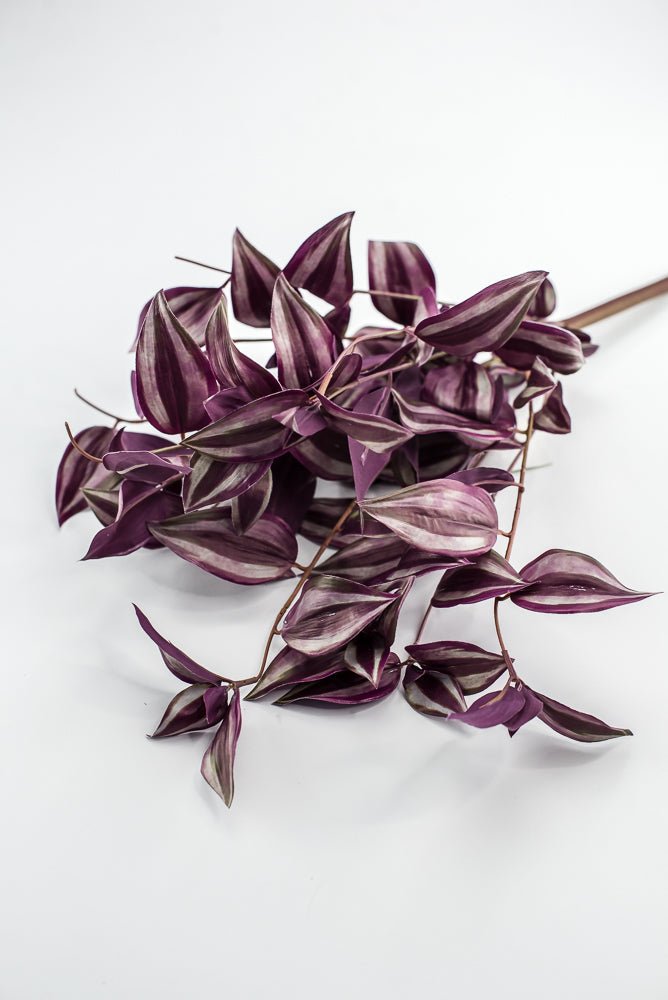 UV protected Tradescanthia Bush - Purple - Greenery MarketMTF24534 PUGR